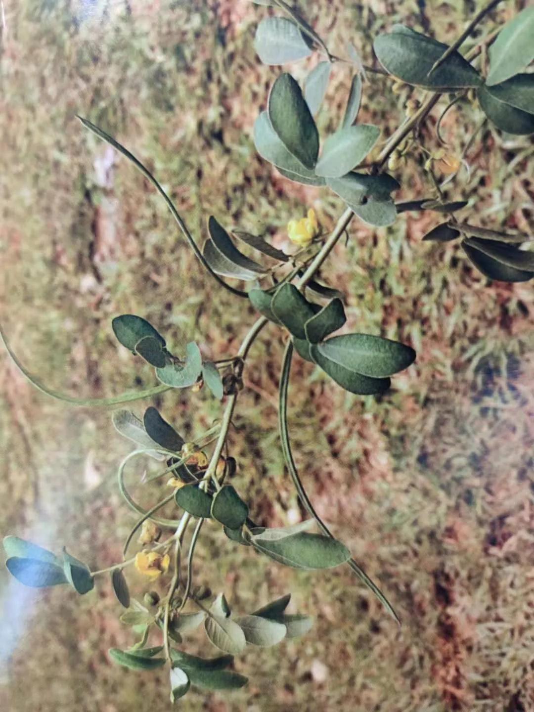 清肝明目、潤(rùn)腸通便、降壓降膽固醇——決明子